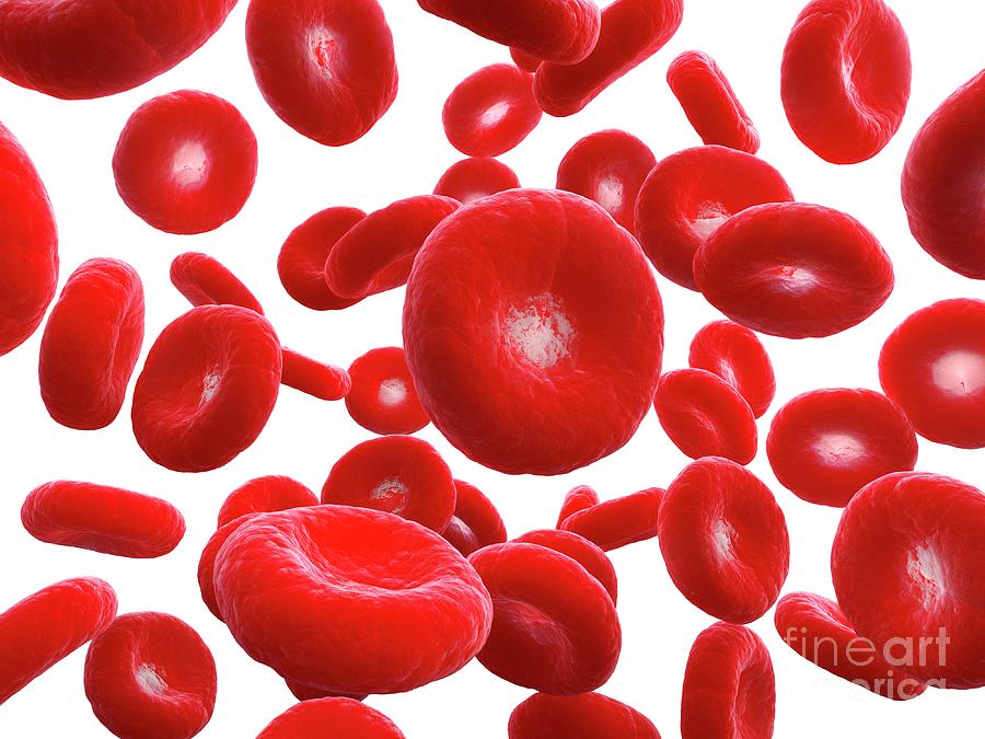 Vein Photograph - Illustration Of Human Blood Cells #24 by Sebastian Kaulitzki/science Photo Library