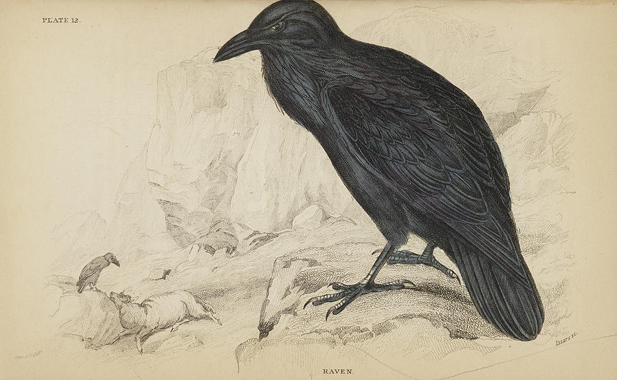 Bird Drawing - Jardines Naturalists Library. Vol 2 #24 by William Jardine