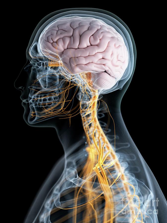 Nervous System Photograph by Sebastian Kaulitzki/science Photo Library ...