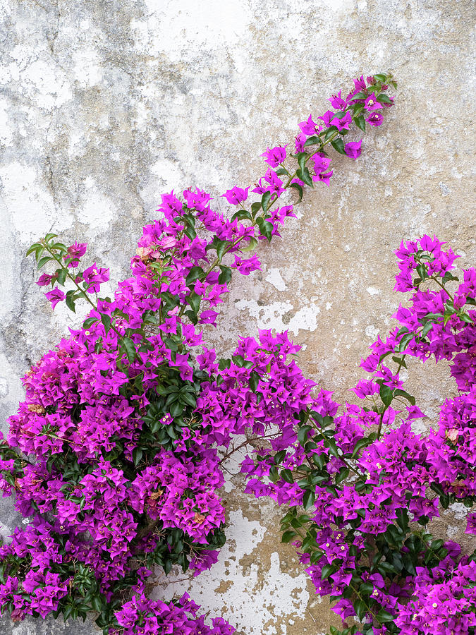 Portugal, Obidos Photograph by Julie Eggers - Fine Art America