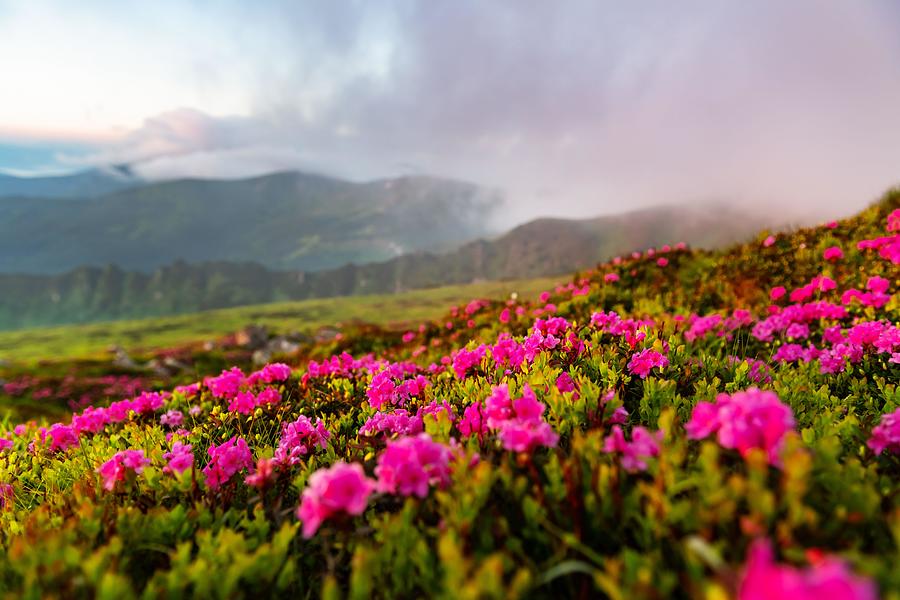 Mountain Photograph - Rhododendron Flowers Covered Mountains #24 by Ivan Kmit