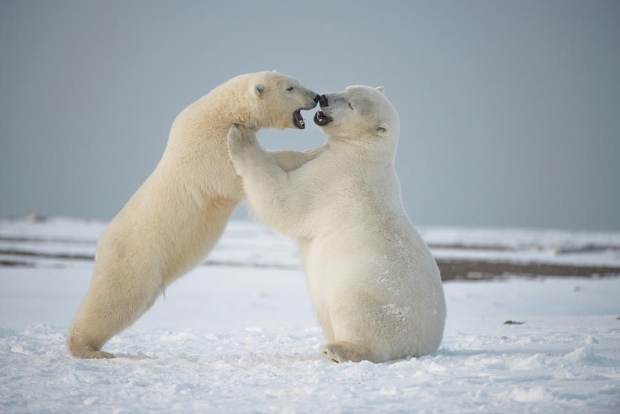 Usa, Alaska, Beaufort Sea, Young Polar Photograph by Steven Kazlowski ...