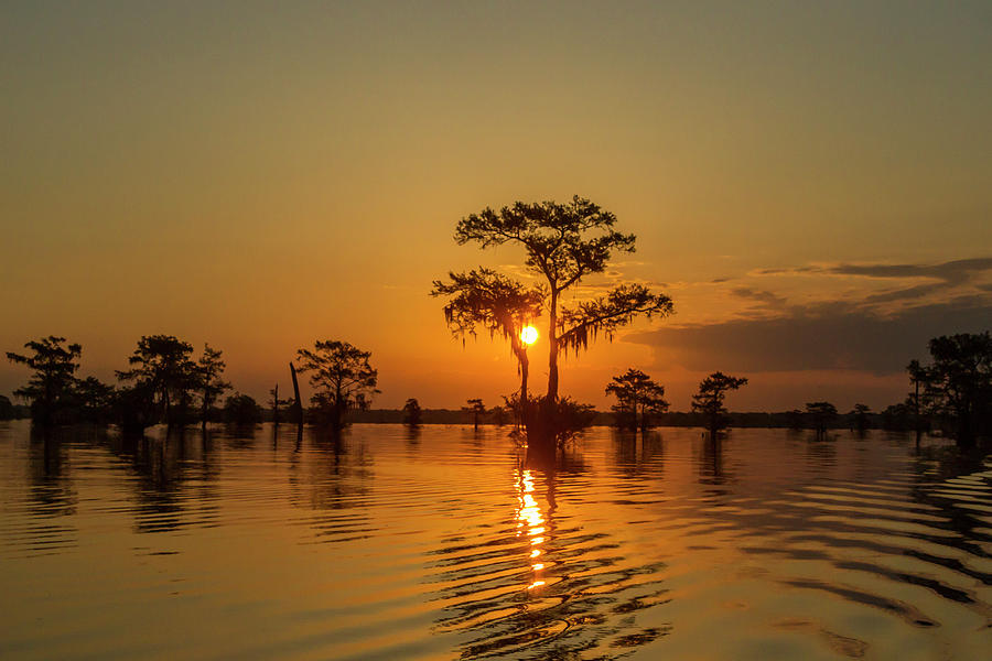 USA, Louisiana, Atchafalaya National #24 Photograph by Jaynes Gallery ...