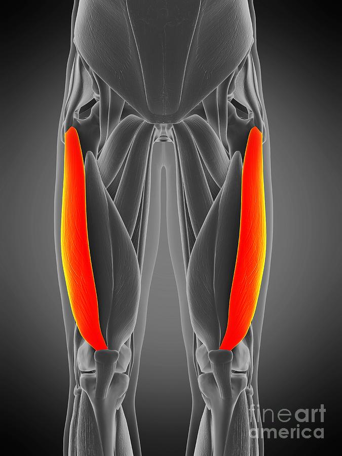 Vastus Lateralis Muscle Photograph by Sebastian Kaulitzki/science Photo ...