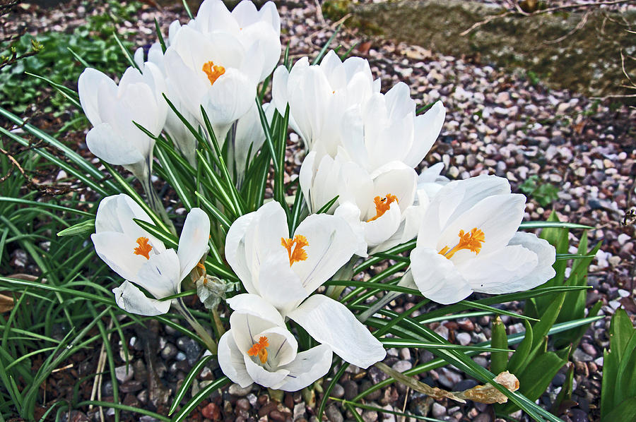 25/03/18  RAMSBOTTOM CHOCOLATE FESTIVAL. White Crocuses. Photograph by Lachlan Main