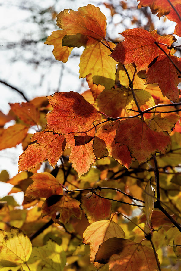 Autumn Leaves #25 Photograph by Robert Ullmann