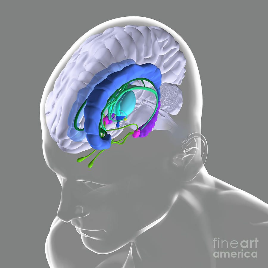 Brain Anatomy Photograph By Fernando Da Cunhascience Photo Library Pixels 7027