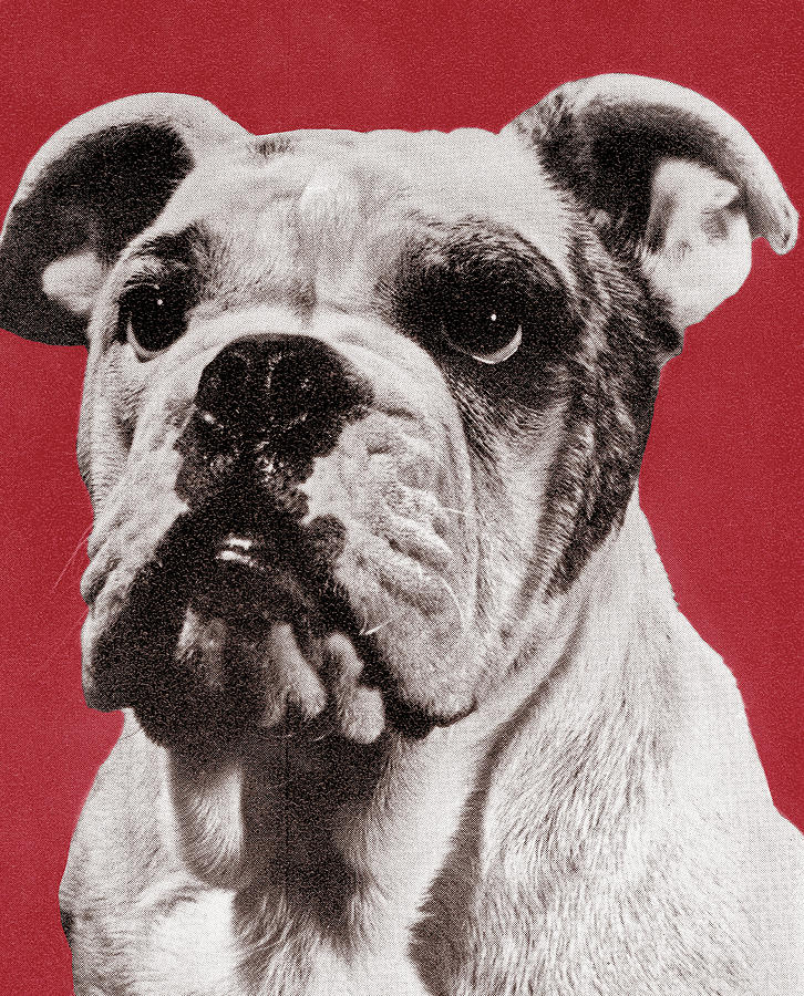 Vintage Drawing - Bulldog #25 by CSA Images
