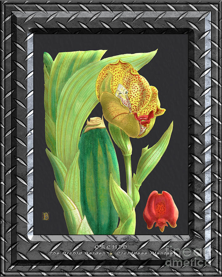 Classic Vintage Orchid And Hyper Realism Painting Metal Silver Drawing By Baptiste Posters
