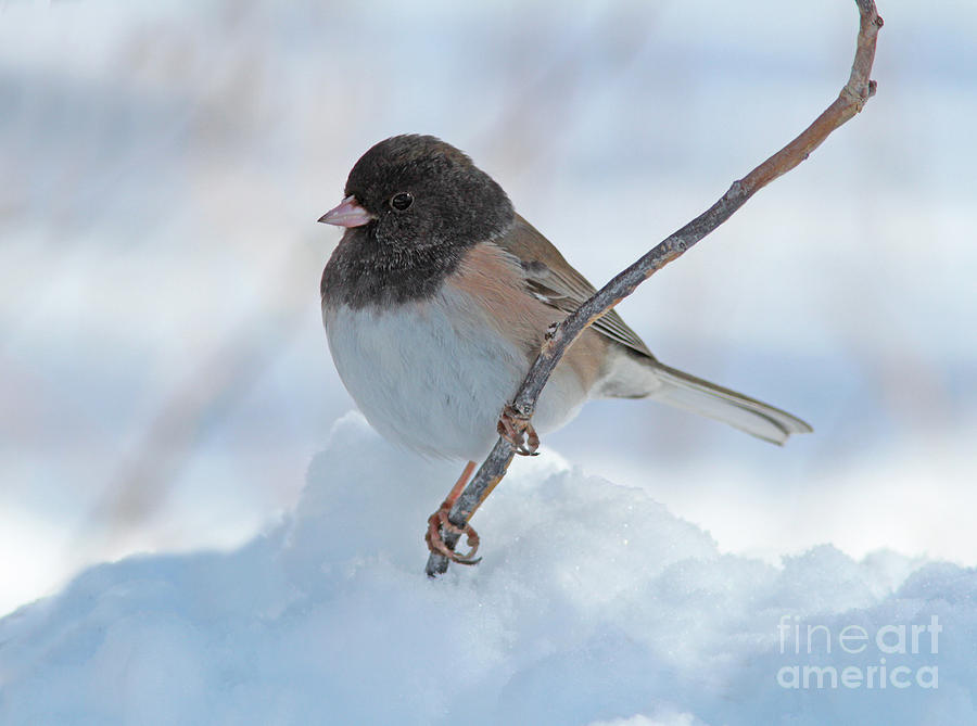 Dark-eyed Junco Photograph - Dark-eyed Junco by Gary Wing Dark-eyed Junco Photograph - Dark-eyed Junco by Gary Wing