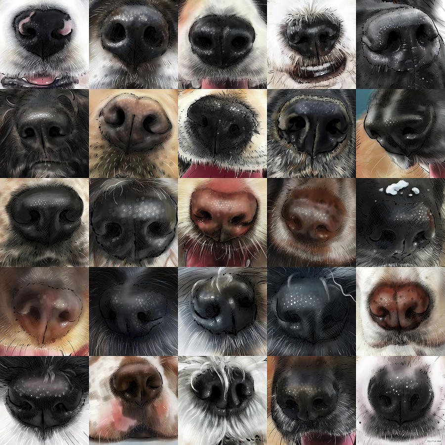 Dog Noses For Dog Lovers Digital Art by JC Little - Fine Art America