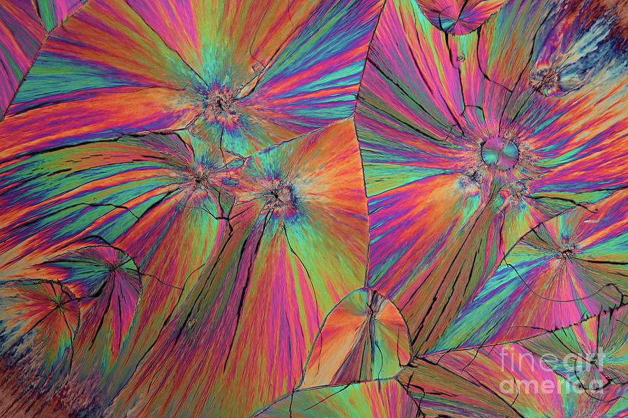 Dopamine Crystals #25 Photograph by Karl Gaff / Science Photo Library