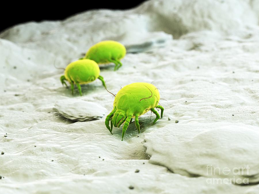 Dust Mites #25 Photograph by Sebastian Kaulitzki/science Photo Library