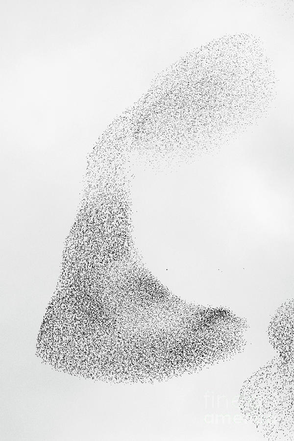 European Starling Flock Photograph by Manuel Presti/science Photo Library