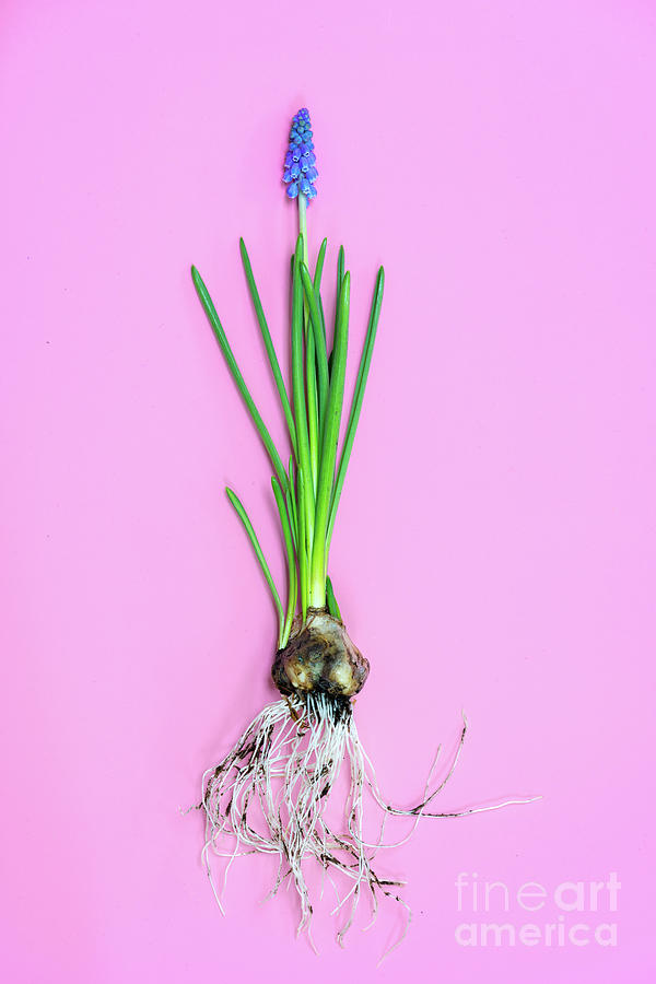 Grape Hyacinth (muscari Sp) Flowers #25 Photograph by Wladimir Bulgar/science Photo Library