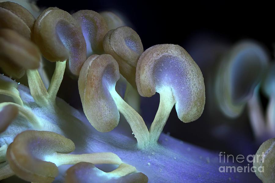 Hibiscus Flower Reproductive Organs In Uv Light #25 Photograph by Frank Fox/science Photo Library