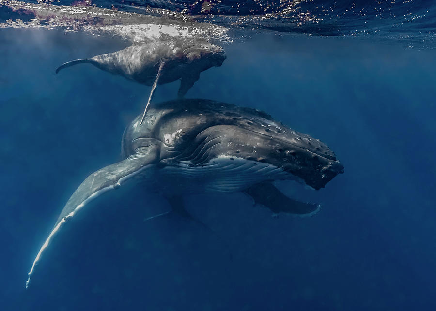 Humpback Whale Megaptera Novaeangliae #25 Photograph by Bruce Shafer