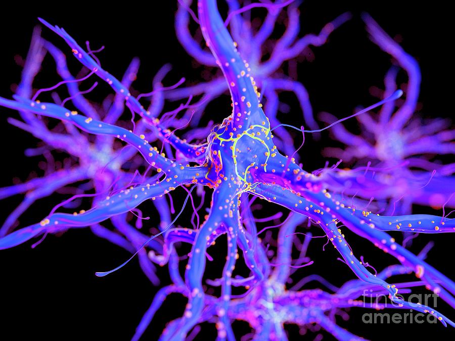 Illustration Of A Nerve Cell #25 Photograph by Sebastian Kaulitzki/science Photo Library