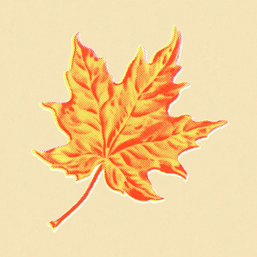 Fall Drawing - Leaf #25 by CSA Images