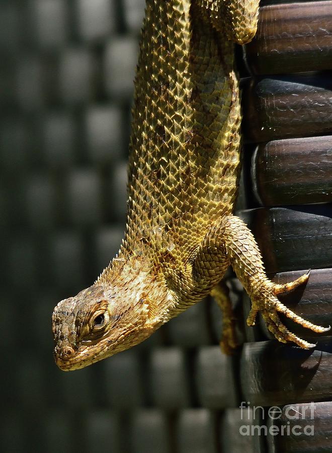 Lizard #25 Photograph by Marc Bittan