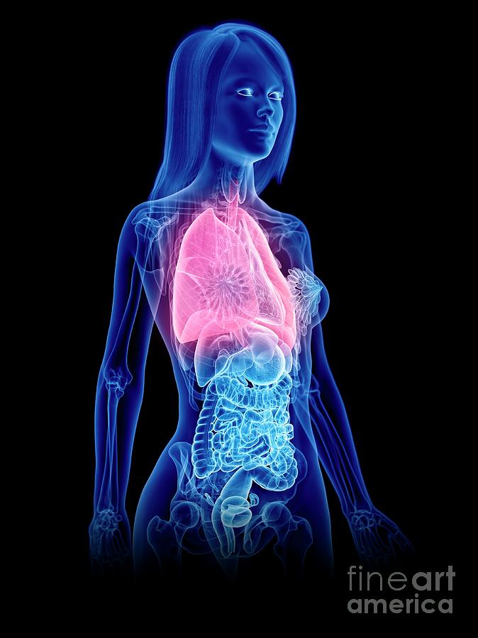 3d Photograph - Lungs by Sebastian Kaulitzki/science Photo Library 3d Photograph - Lungs by Sebastian Kaulitzki/science Photo Library