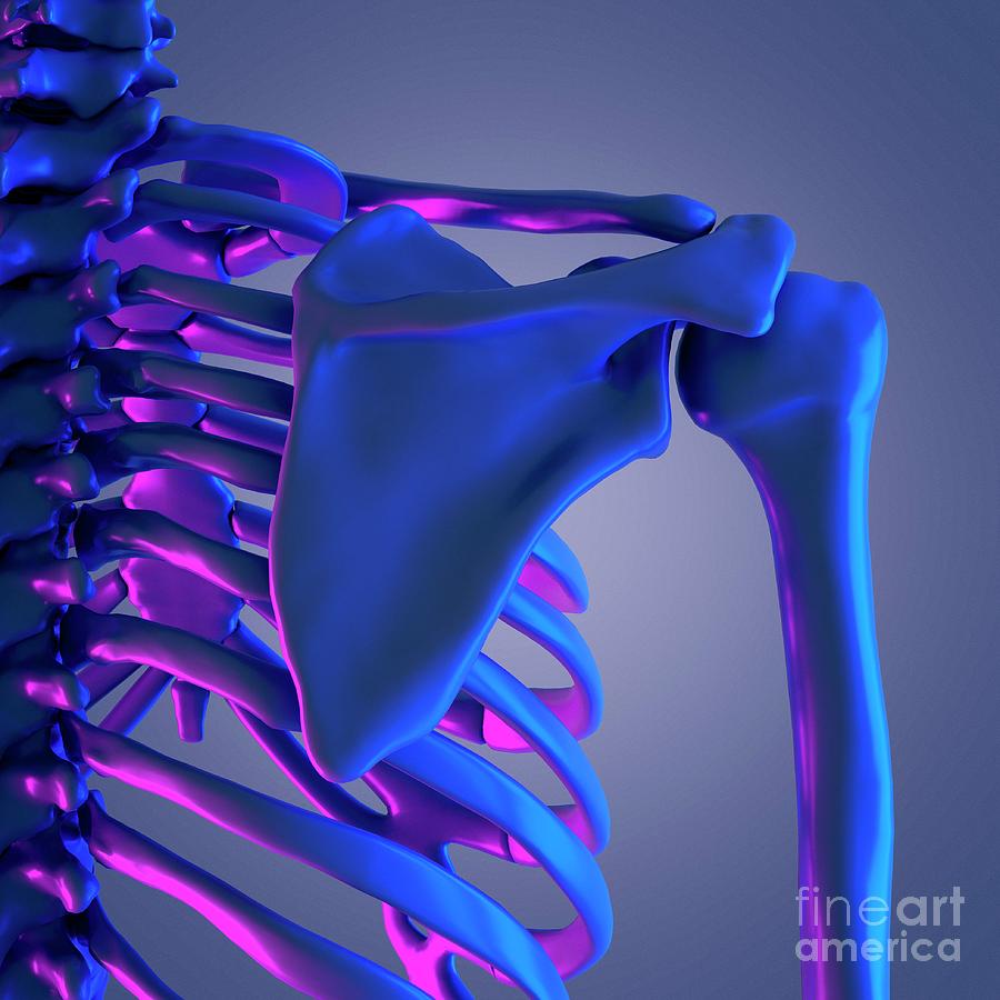 Shoulder Bones #25 Photograph by Sebastian Kaulitzki/science Photo Library