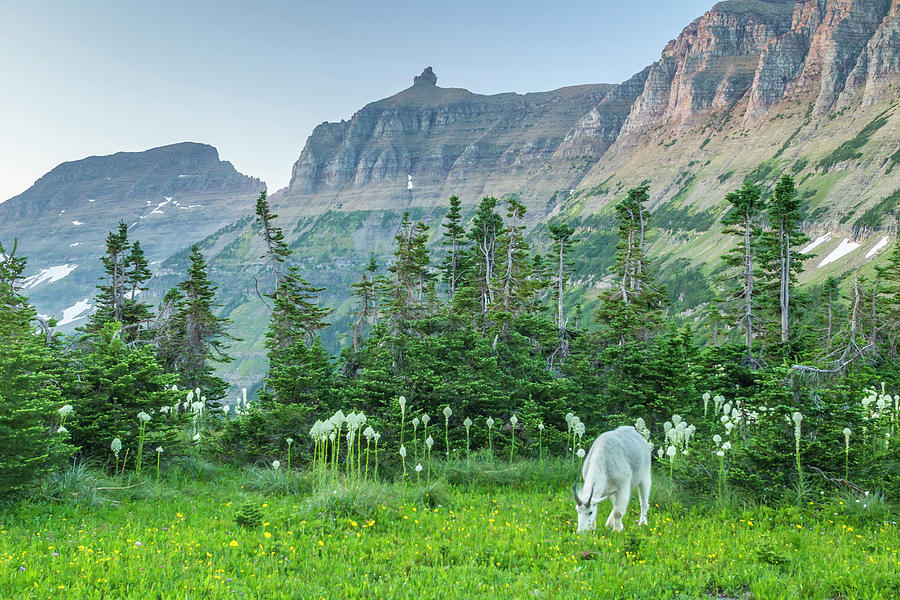 Close-up Photograph - Usa, Montana, Glacier National Park by Jaynes Gallery Close-up Photograph - Usa, Montana, Glacier National Park by Jaynes Gallery