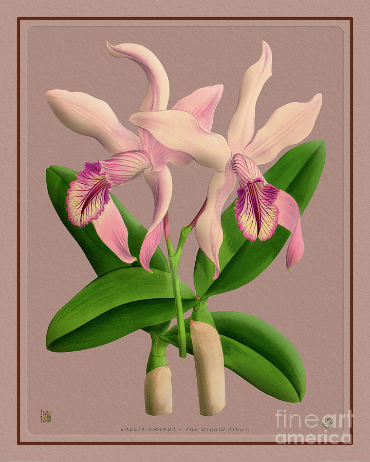 Orchid Vintage Print On Colored Paperboard Digital Art