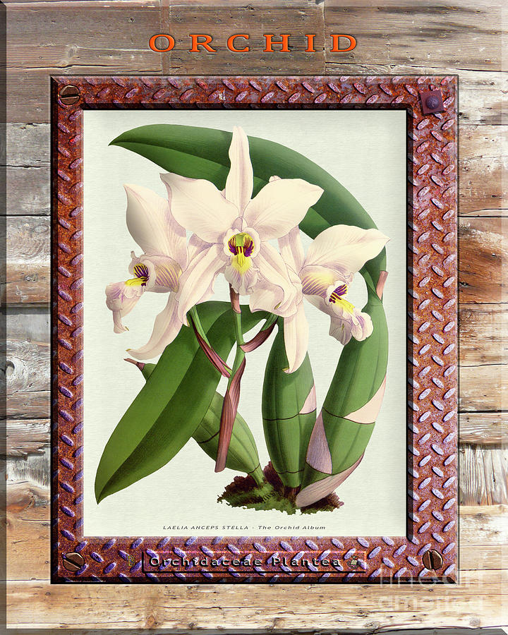 Vintage Drawing - Orchid Framed on Weathered Plank and Rusty Metal by Baptiste Posters
