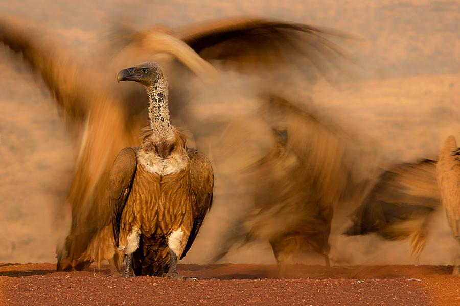 Vulture Photograph -  #26 by Amnon Eichelberg