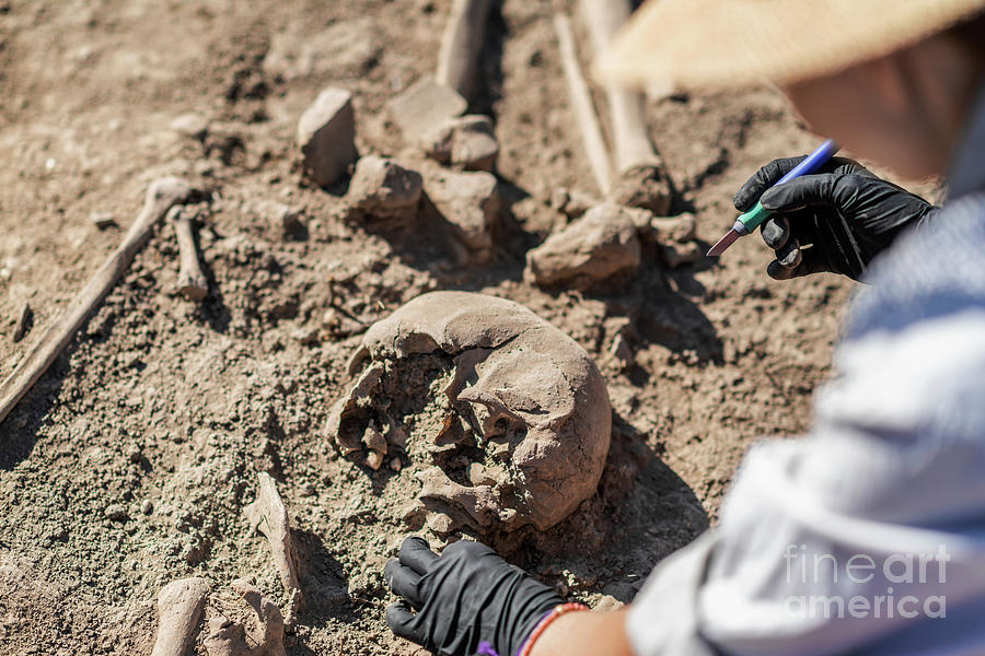 Archaeologist Excavating Skeleton #26 Photograph by Microgen Images/science Photo Library