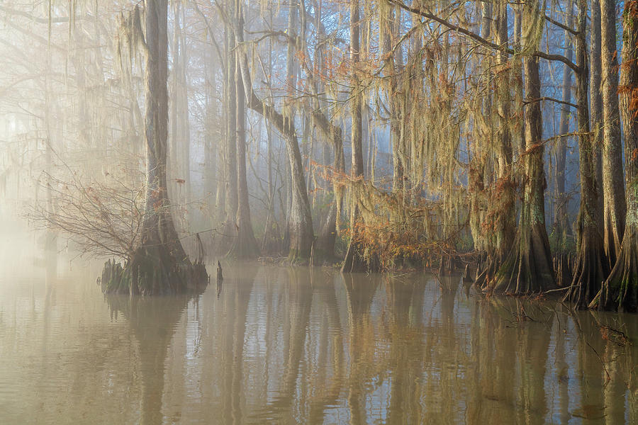 Atchafalaya Basin, Louisiana #26 Photograph by Michael Lustbader Atchafalaya Basin, Louisiana #26 Photograph by Michael Lustbader