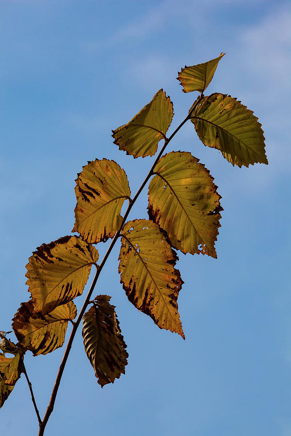 Autumn Leaves #26 Photograph by Robert Ullmann