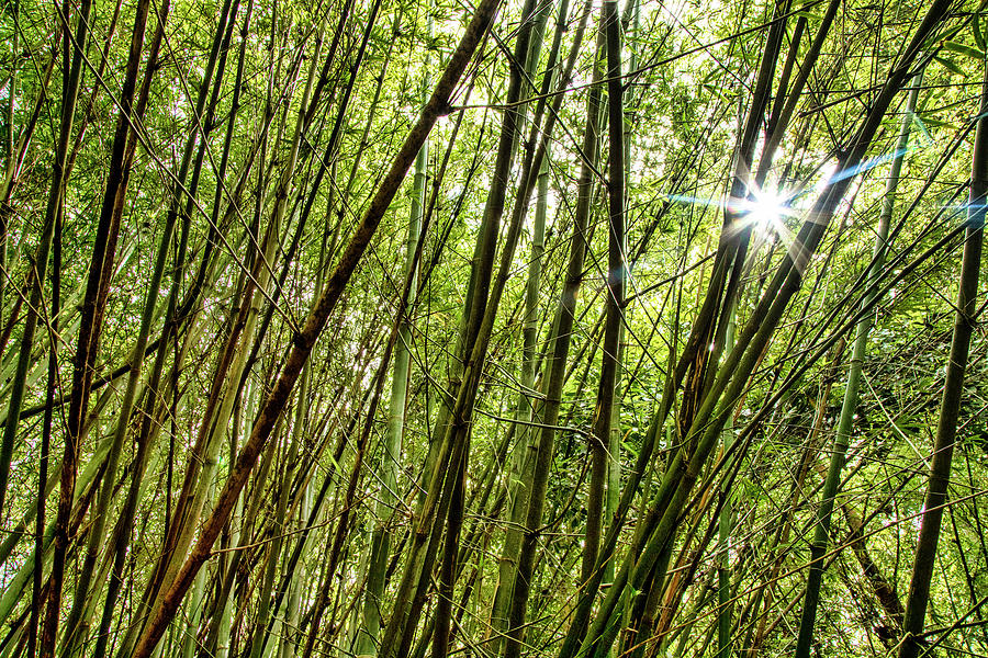 Nature Digital Art - Florida, South Florida, Delray Beach, Morikami Japanese Gardens #26 by Lumiere