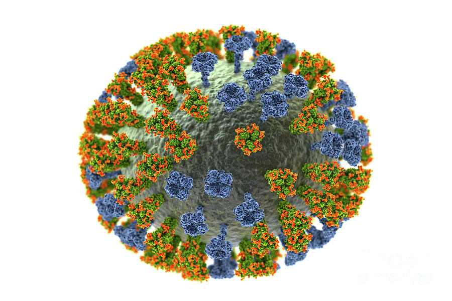 Flu Virus Photograph By Kateryna Kon/science Photo Library - Pixels