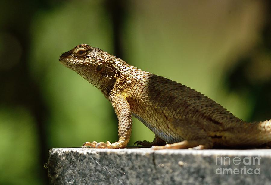 Lizard #26 Photograph by Marc Bittan