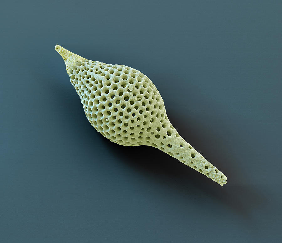 Radiolarian, Sem Photograph by Oliver Meckes EYE OF SCIENCE - Pixels