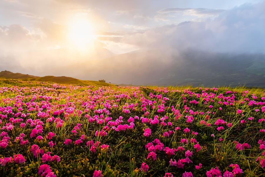 Mountain Photograph - Rhododendron Flowers Covered Mountains #26 by Ivan Kmit