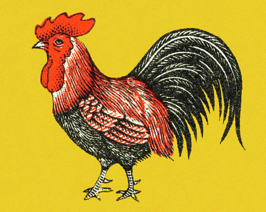 Chicken Drawing - Rooster #26 by CSA Images