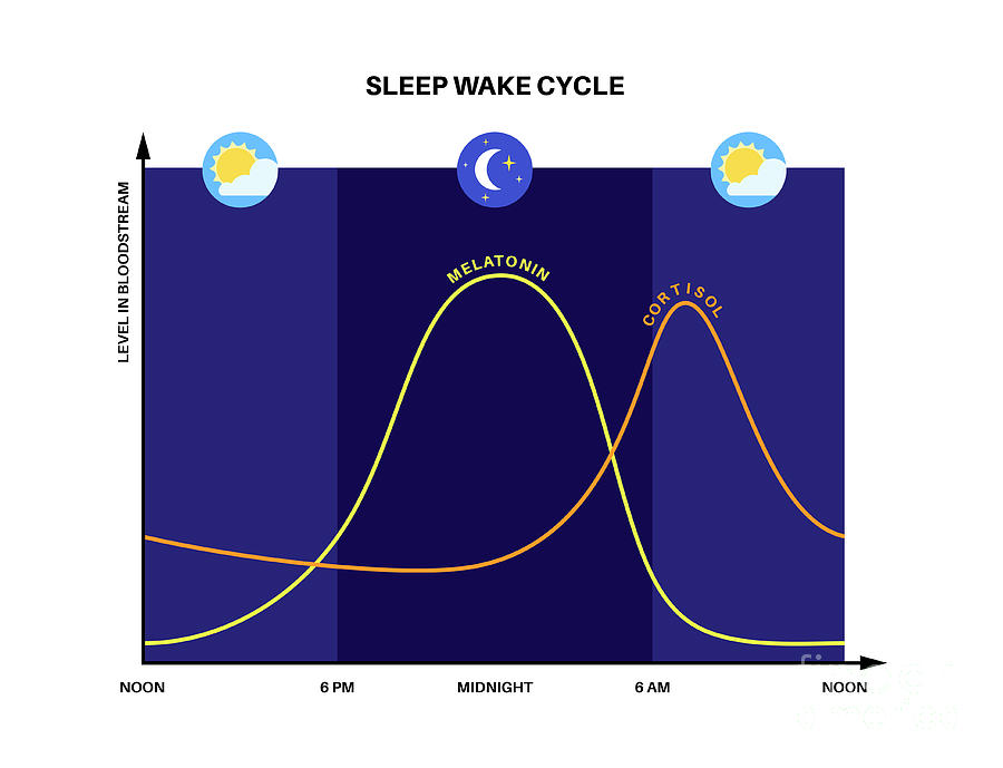 Sleep Wake Cycle Photograph by Pikovit / Science Photo Library - Fine ...