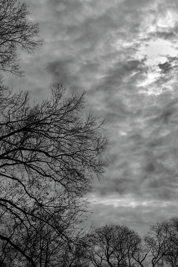 Trees Clouds and Sky #26 Photograph by Robert Ullmann