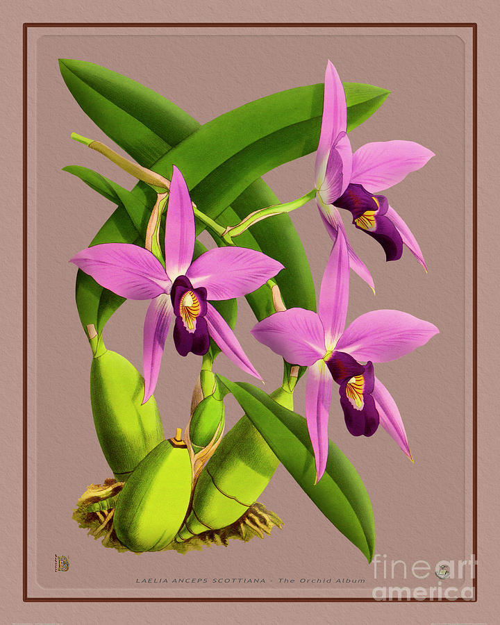 Orchid Vintage Print On Colored Paperboard Digital Art