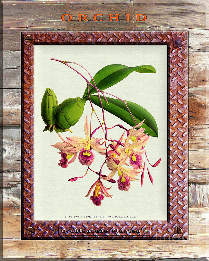 Orchid Framed On Weathered Plank And Rusty Metal Drawing