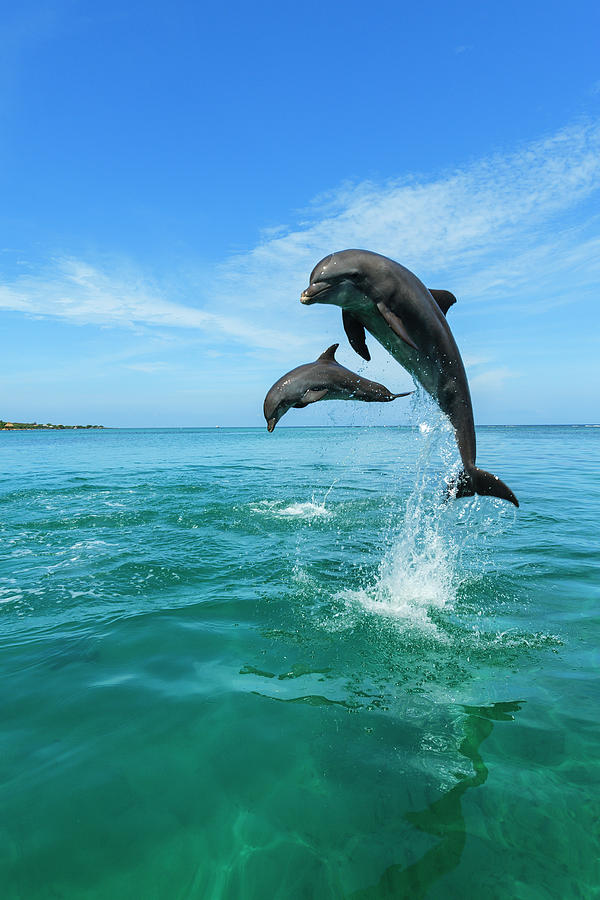 Wildlife Photograph - Bottlenose Dolphins, Caribbean Sea #27 by Stuart Westmorland