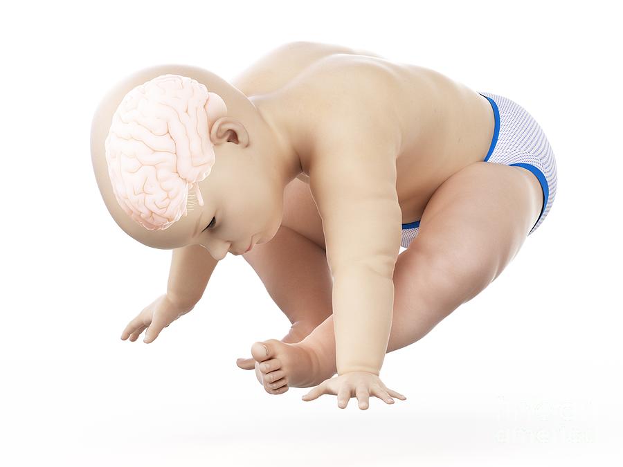 Brain Of A Baby #27 Photograph by Sebastian Kaulitzki/science Photo Library
