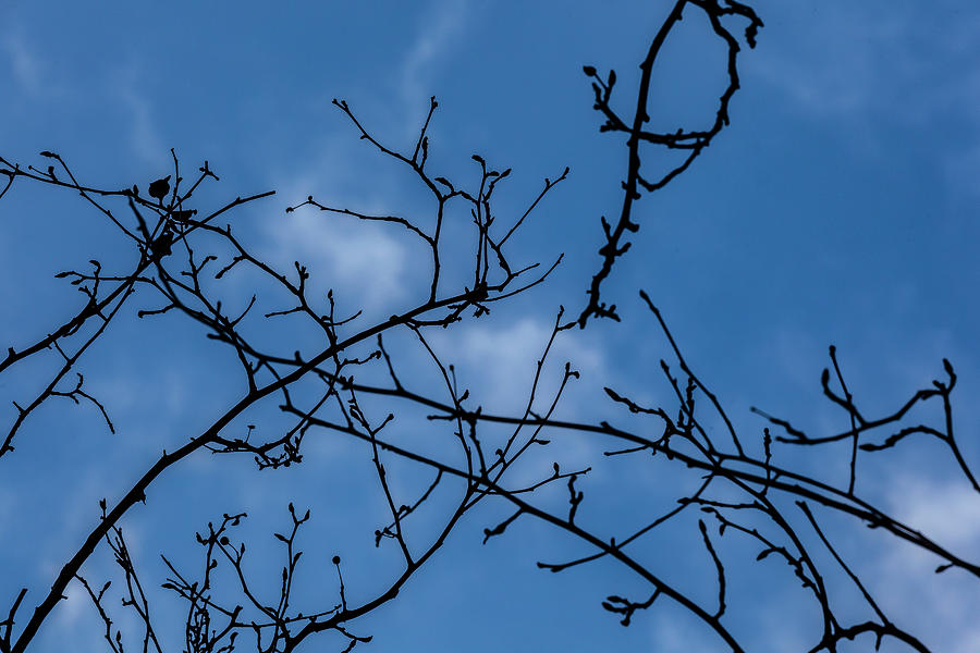 Branches and Clouds #27 Photograph by Robert Ullmann