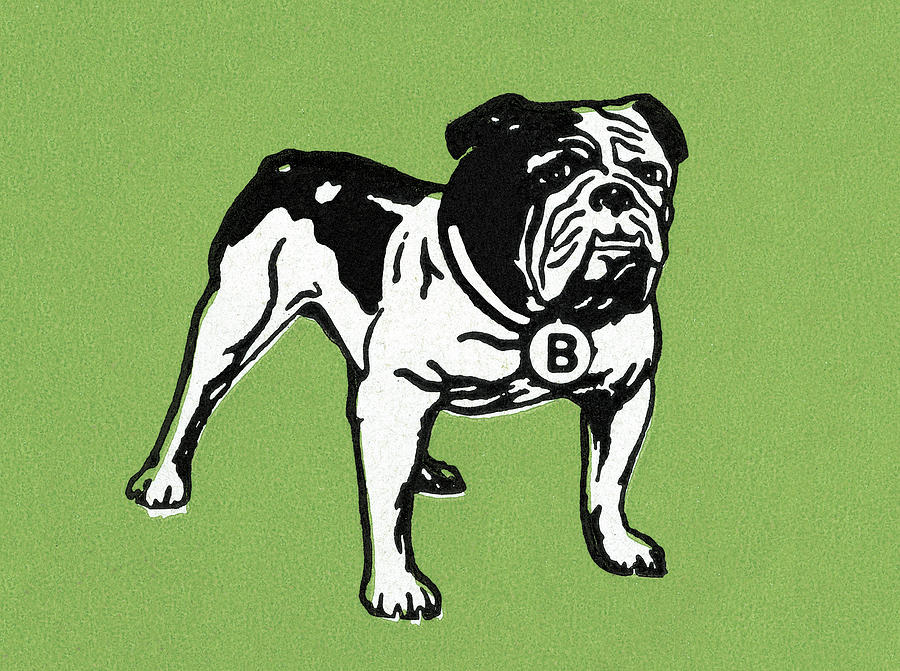 Vintage Drawing - Bulldog #27 by CSA Images