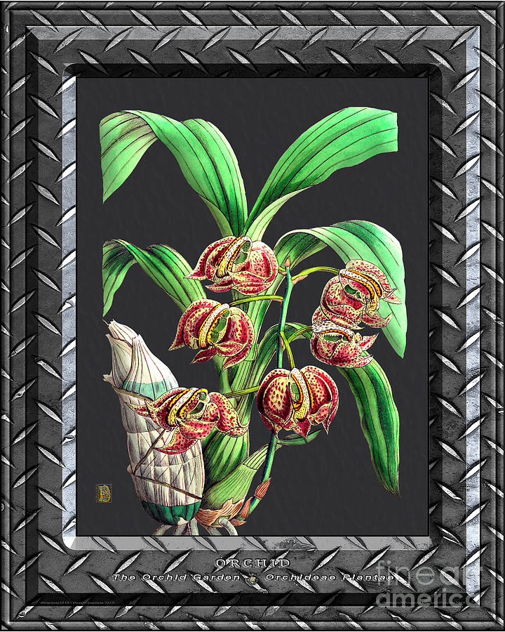 Classic Vintage Orchid And Hyper-realism Painting Metal Silver Drawing