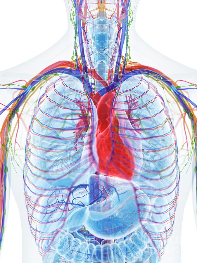 Heart Anatomy #27 Photograph by Sebastian Kaulitzki/science Photo Library