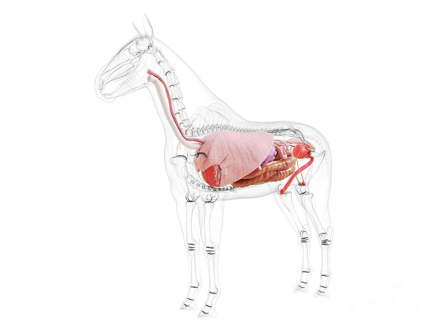 3d Photograph - Horse Anatomy by Sebastian Kaulitzki/science Photo Library 3d Photograph - Horse Anatomy by Sebastian Kaulitzki/science Photo Library